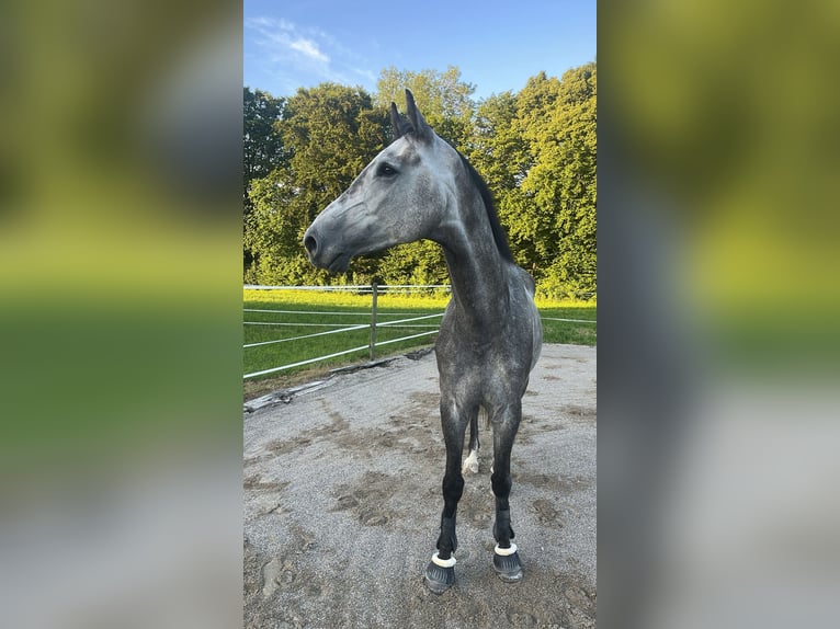 Koń holsztyński Wałach 7 lat 170 cm Stalowosiwy in Birr