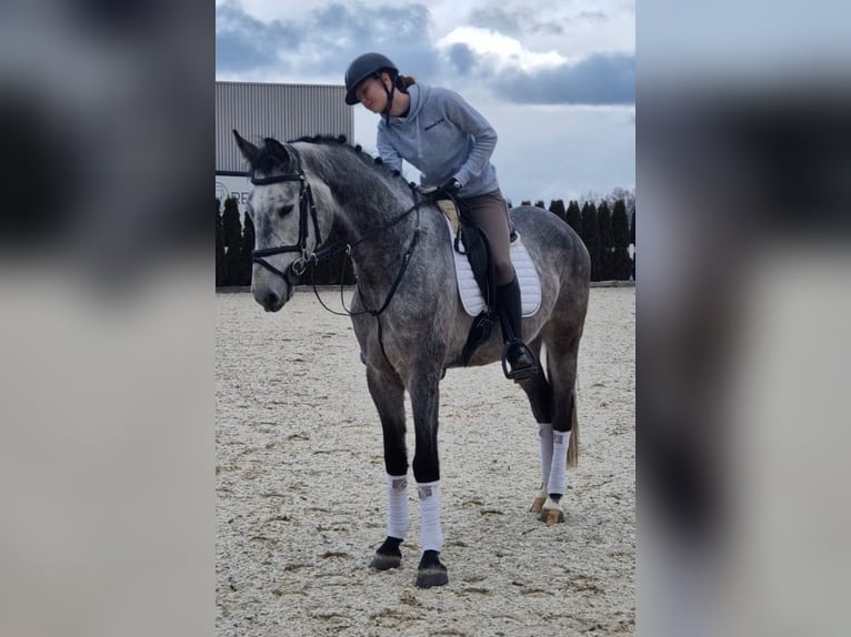 Koń holsztyński Wałach 7 lat 170 cm Stalowosiwy in Birr