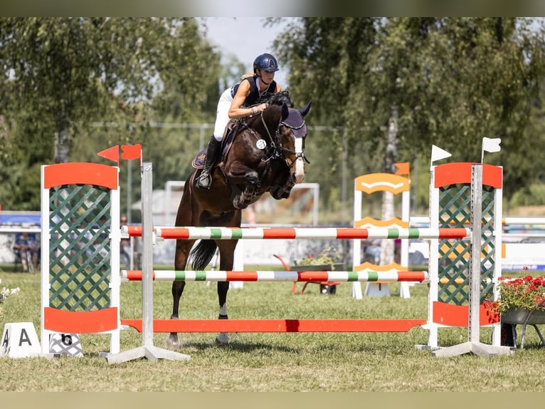 Koń holsztyński Wałach 7 lat 172 cm Ciemnogniada in Bühl