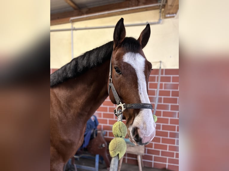Koń holsztyński Wałach 7 lat 172 cm Gniada in Kühnsdorf
