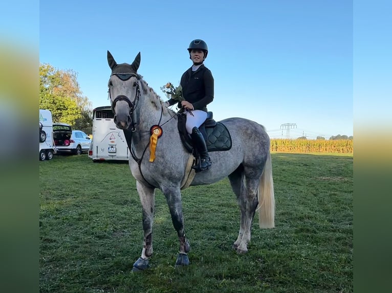 Koń holsztyński Wałach 7 lat 173 cm Siwa jabłkowita in Meuselwitz