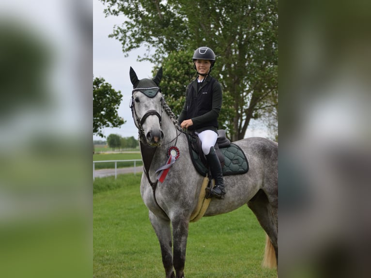 Koń holsztyński Wałach 7 lat 173 cm Siwa jabłkowita in Meuselwitz