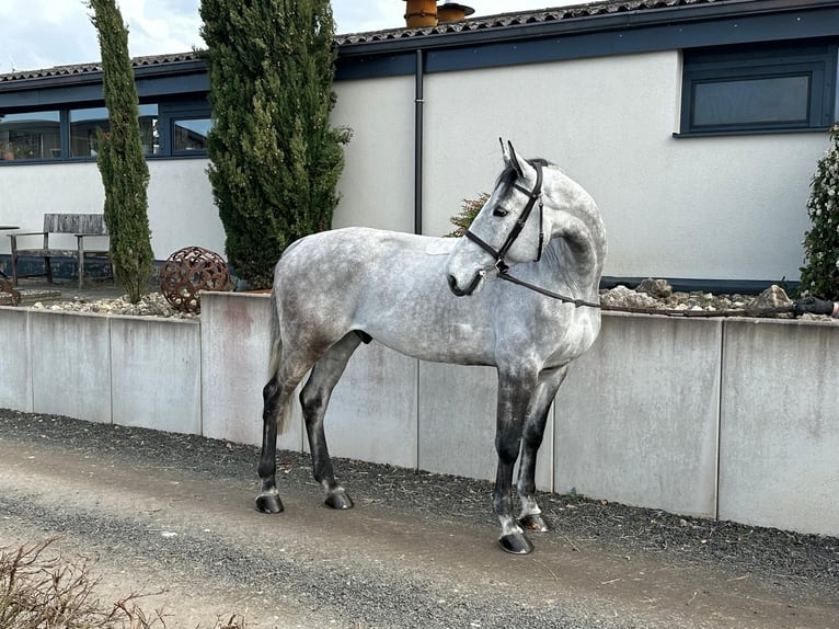 Koń holsztyński Wałach 7 lat 173 cm Siwa in Tiefenthal