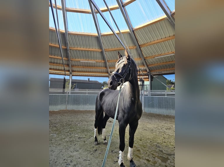 Koń holsztyński Wałach 7 lat 174 cm Kara in Heide