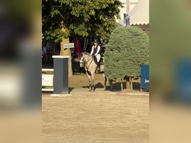 Koń holsztyński Wałach 7 lat 175 cm Siwa jabłkowita in Flensburg