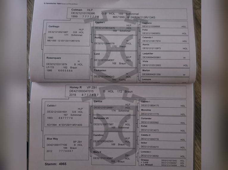 Koń holsztyński Wałach 7 lat 175 cm Siwa jabłkowita in Krumstedt