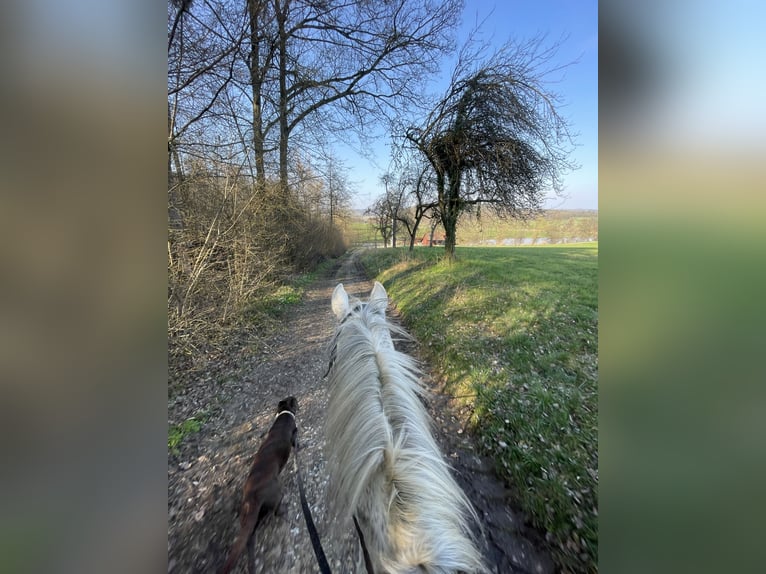 Koń holsztyński Wałach 8 lat 160 cm Siwa in Backnang
