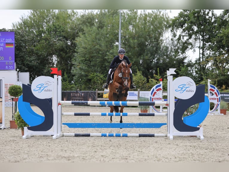 Koń holsztyński Wałach 8 lat 162 cm Gniada in Kuden