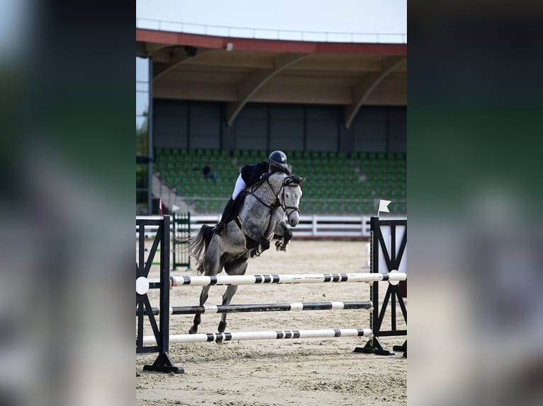 Koń holsztyński Wałach 8 lat 162 cm Siwa in Balkasodis