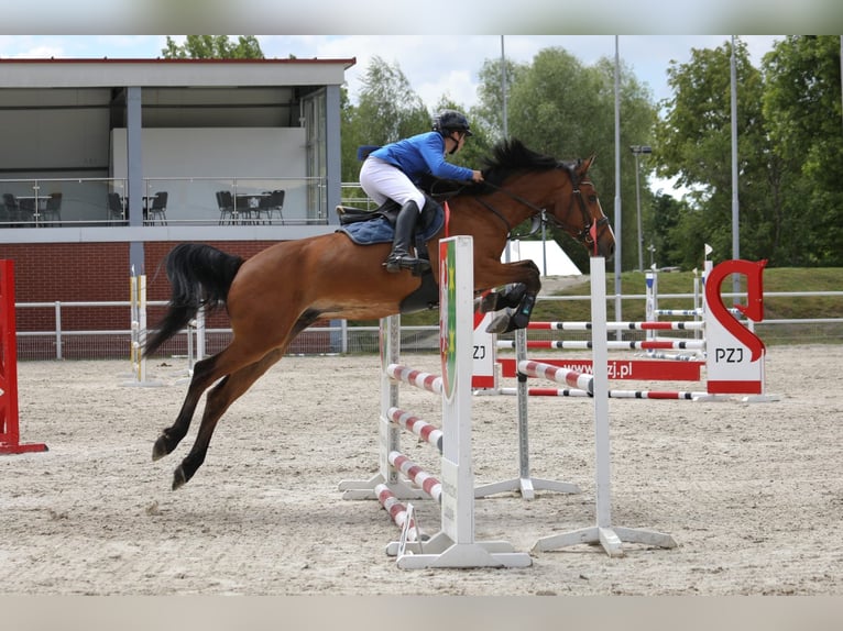 Koń holsztyński Wałach 8 lat 165 cm Gniada in Neuzelle