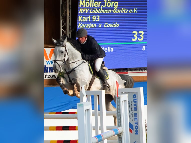 Koń holsztyński Wałach 8 lat 166 cm Siwa jabłkowita in Lübtheen