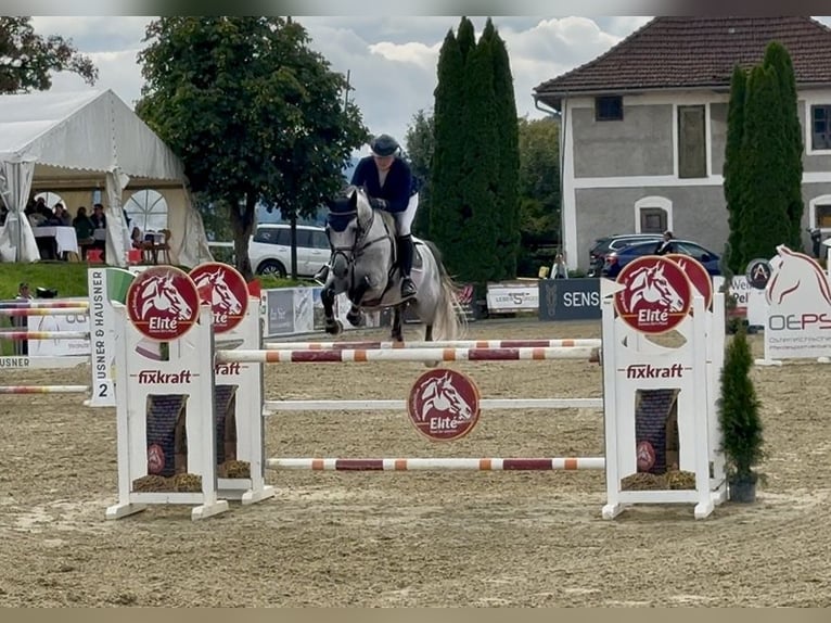 Koń holsztyński Wałach 8 lat 167 cm in Altusried