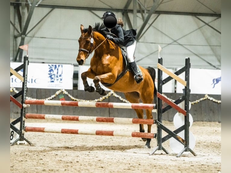 Koń holsztyński Wałach 8 lat 168 cm  in Dolnik