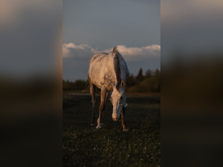 Koń holsztyński Wałach 8 lat 168 cm Siwa in Schlatt