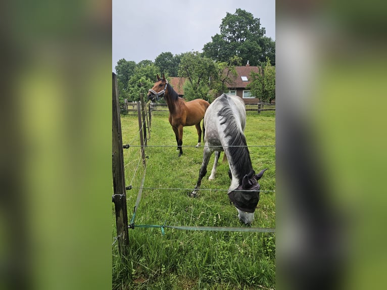 Koń holsztyński Wałach 8 lat 170 cm Gniada in Wienhausen