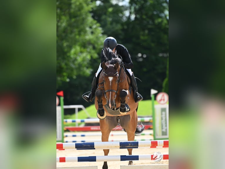 Koń holsztyński Wałach 8 lat 170 cm Gniada in Penig