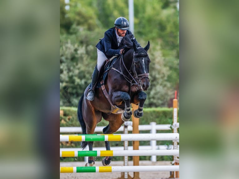 Koń holsztyński Wałach 8 lat 171 cm  in Madrid