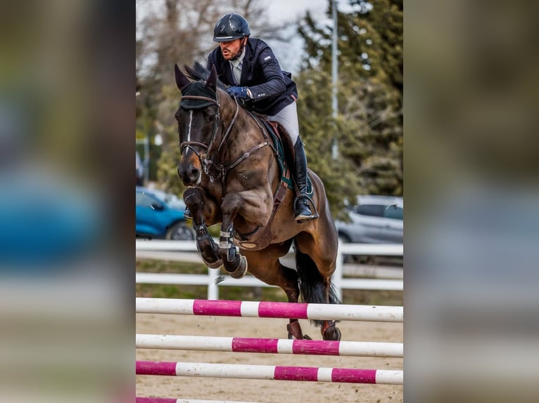 Koń holsztyński Wałach 8 lat 171 cm  in Madrid