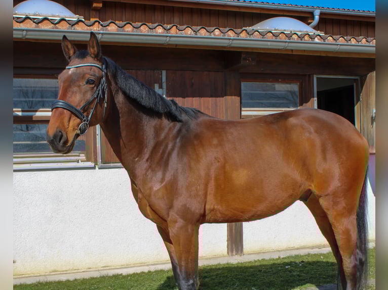 Koń holsztyński Wałach 8 lat 172 cm Gniada in Giengen an der Brenz