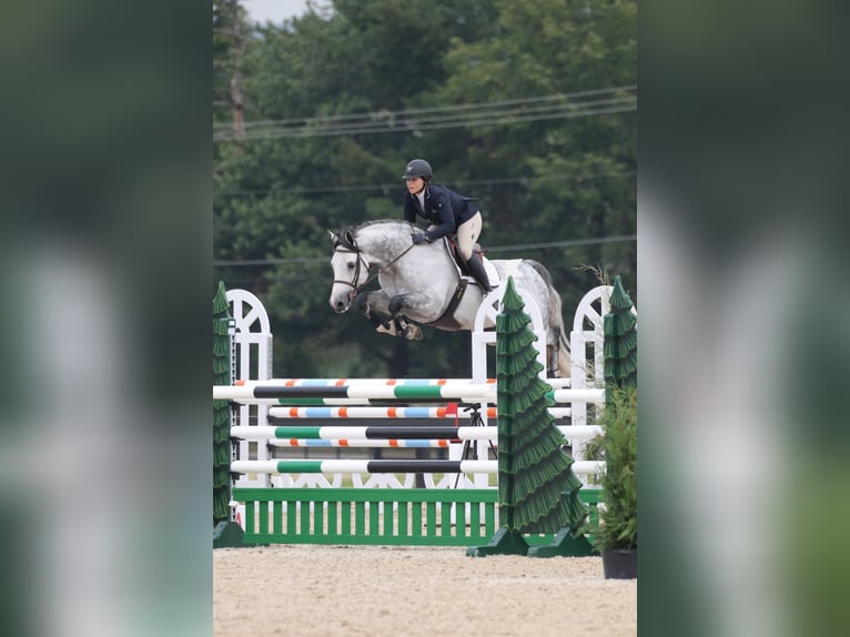 Koń holsztyński Wałach 8 lat 173 cm Siwa in Essenbach