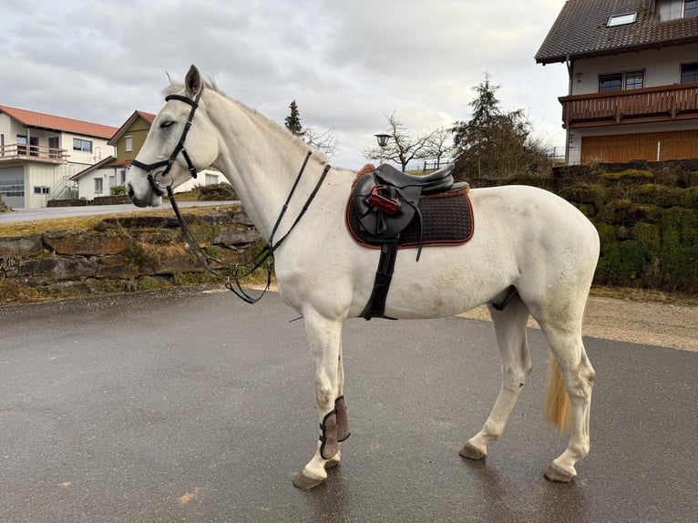 Koń holsztyński Wałach 8 lat 173 cm Siwa in Weil der Stadt