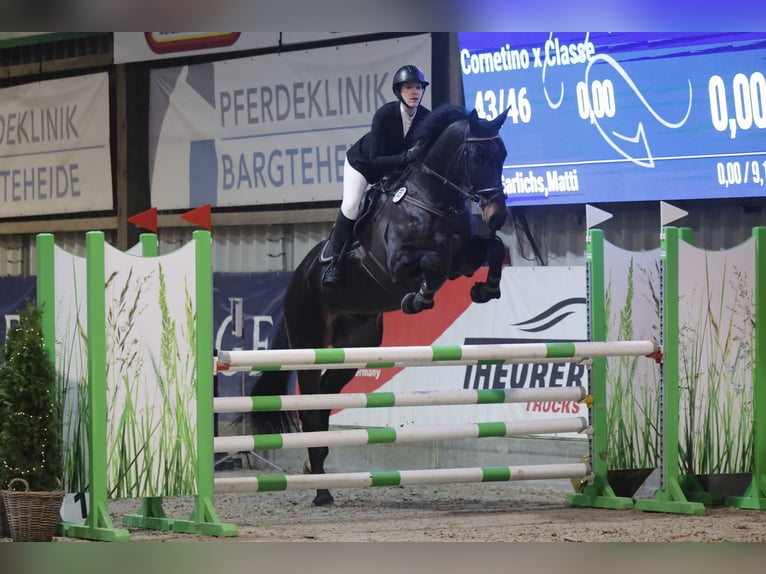 Koń holsztyński Wałach 8 lat 175 cm Skarogniada in Fahrdorf