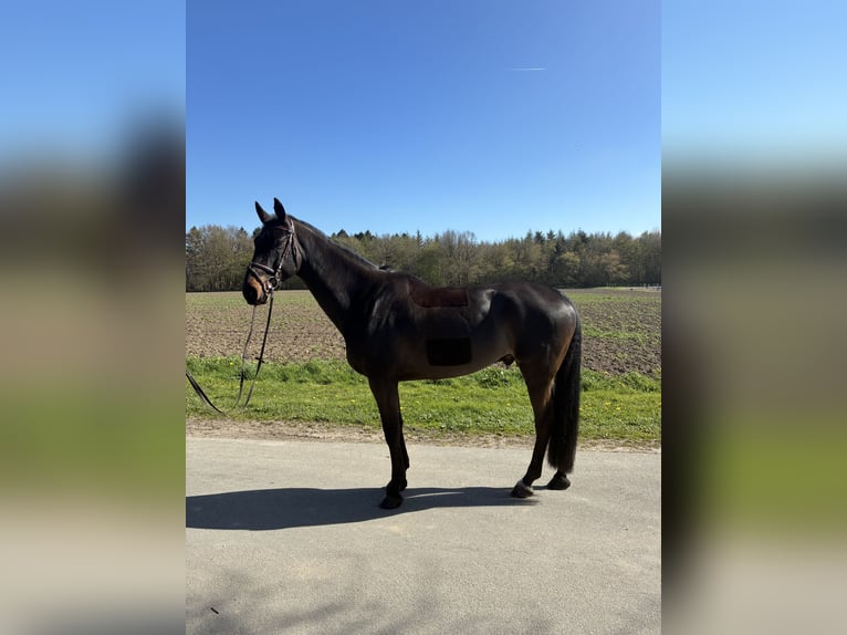 Koń holsztyński Wałach 8 lat 175 cm Skarogniada in Fahrdorf
