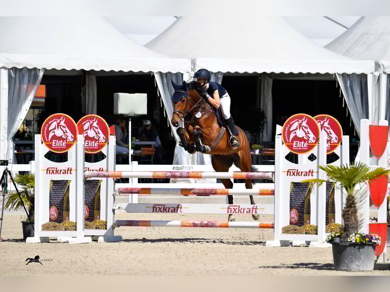 Koń holsztyński Wałach 9 lat 165 cm Gniada in Langerringen
