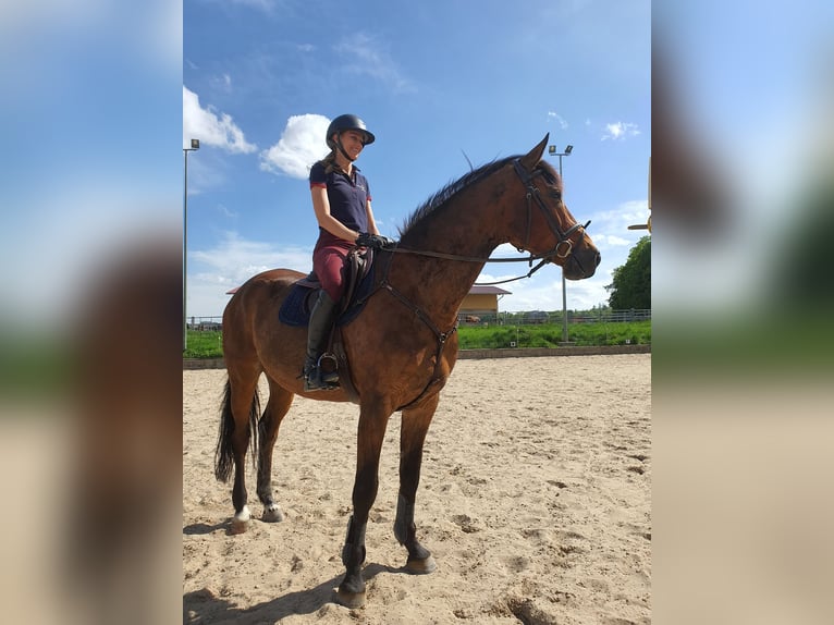 Koń holsztyński Wałach 9 lat 165 cm Gniada in Langerringen