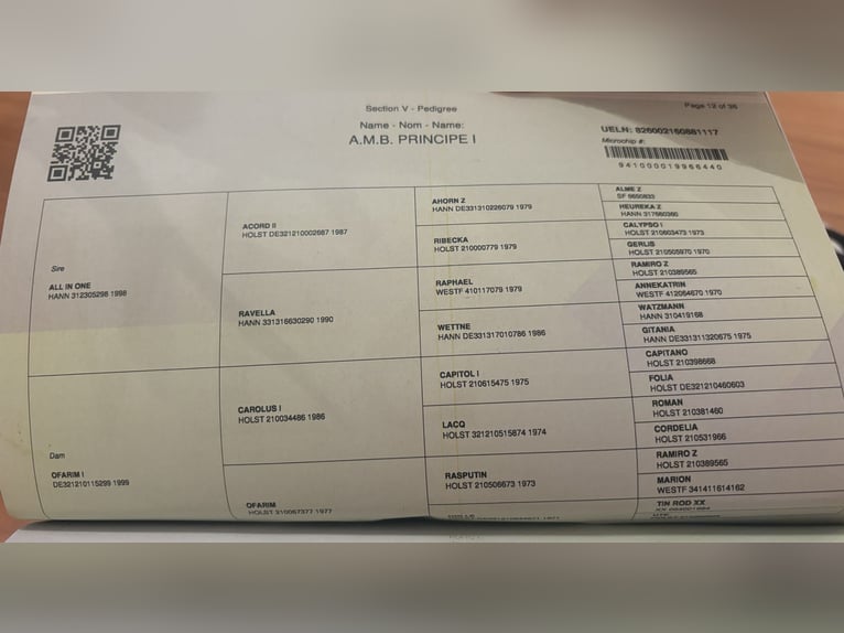 Koń holsztyński Wałach 9 lat 167 cm Ciemnogniada in Spittal an der Drau