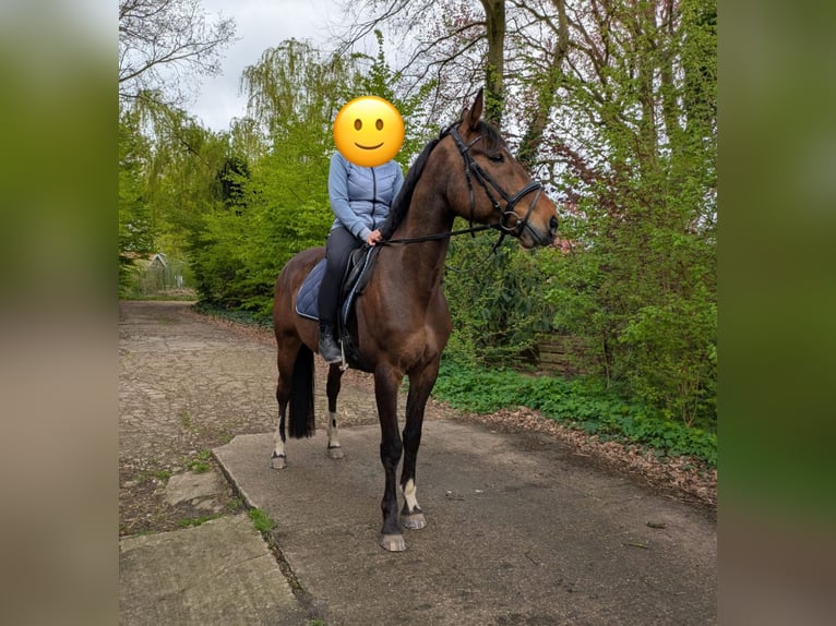 Koń holsztyński Mix Wałach 9 lat 168 cm Gniada in Oldenburg Koń holsztyński Mix Wałach 9 lat 168 cm Gniada in Oldenburg