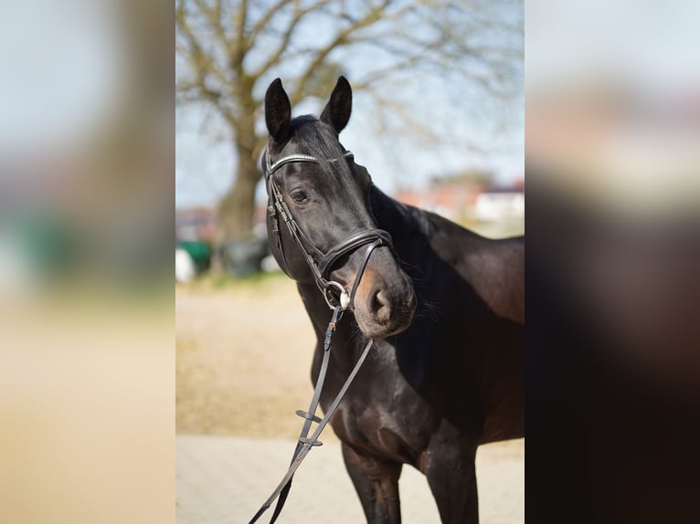 Koń holsztyński Wałach 9 lat 168 cm Skarogniada in Otzberg