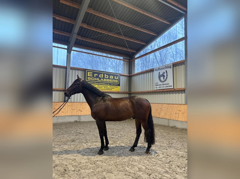 Koń holsztyński Wałach 9 lat 170 cm Ciemnogniada in Issum