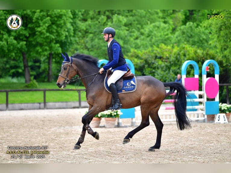 Koń holsztyński Wałach 9 lat 170 cm Ciemnogniada in Abano Terme
