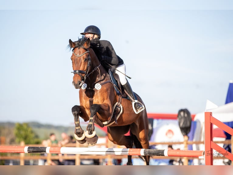 Koń holsztyński Wałach 9 lat 170 cm Gniada in Aurach