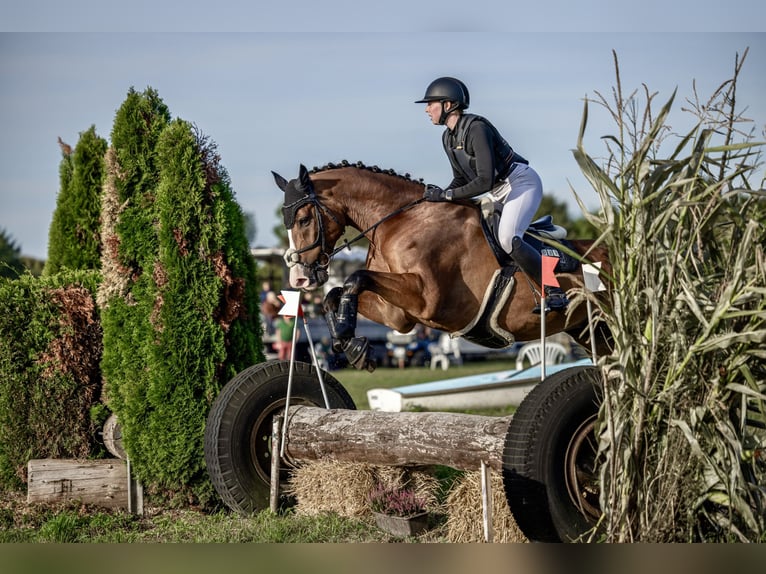 Koń holsztyński Wałach 9 lat 172 cm Gniada in Goldbach