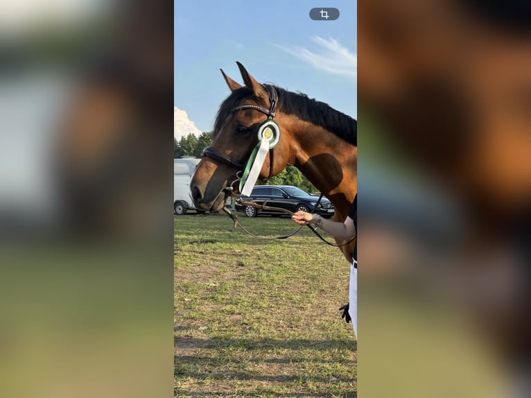 Koń holsztyński Wałach 9 lat 174 cm Gniada in Großefehn Ostgroßefehn