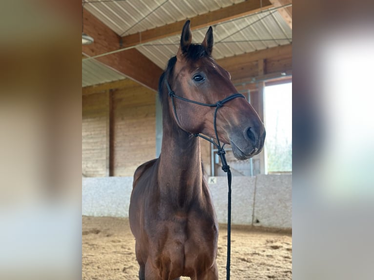 Koń holsztyński Wałach 9 lat 180 cm Gniada in Irschenberg