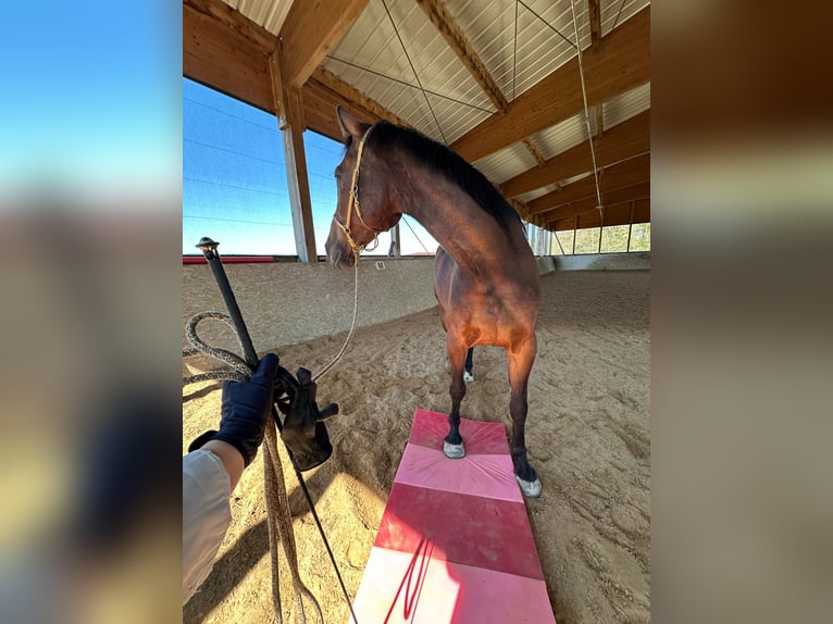 Koń holsztyński Wałach 9 lat 180 cm Gniada in Irschenberg