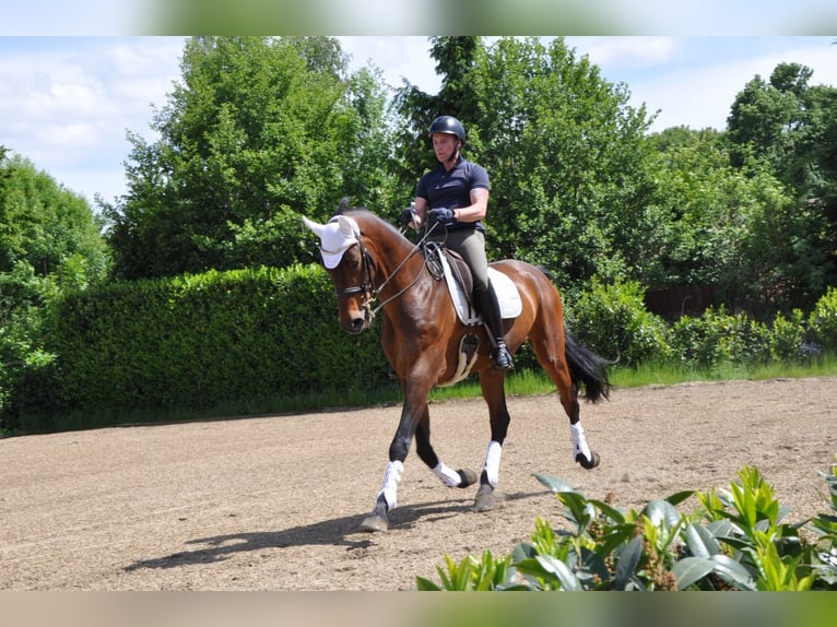 Koń holsztyński Wałach 9 lat 180 cm Gniada in Alfhausen