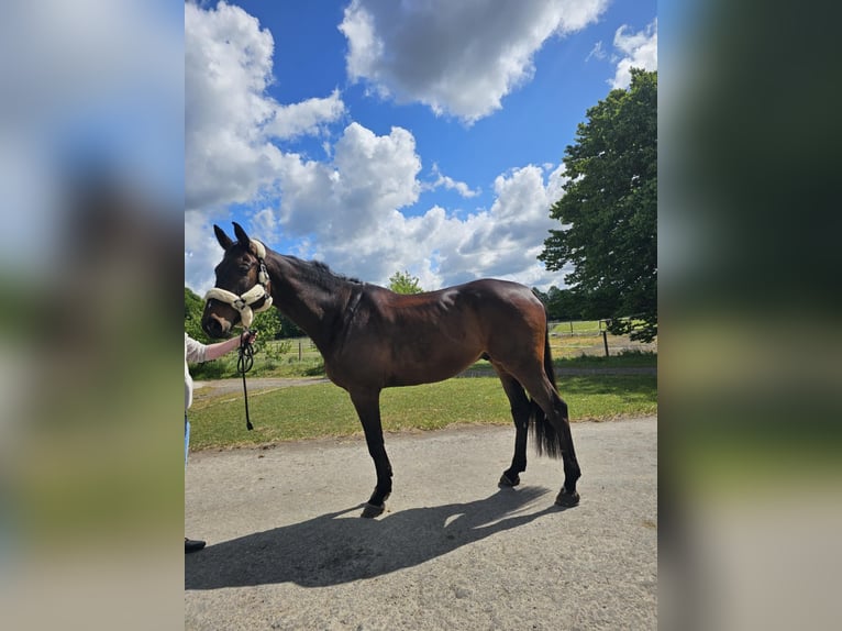 Koń holsztyński Wałach 9 lat 181 cm Ciemnogniada in Ahrensburg