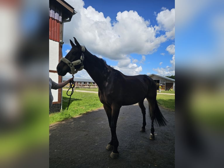 Koń holsztyński Wałach 9 lat 181 cm Ciemnogniada in Ahrensburg