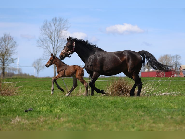 Koń holsztyński Wałach Źrebak (04/2026) Gniada in Landrecht