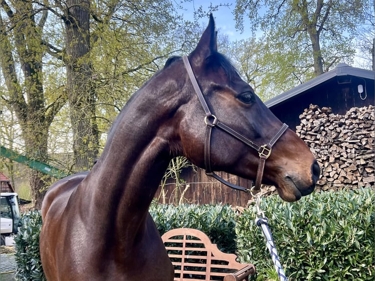 Koń holsztyński Wałach 10 lat 168 cm Gniada in Egestorf