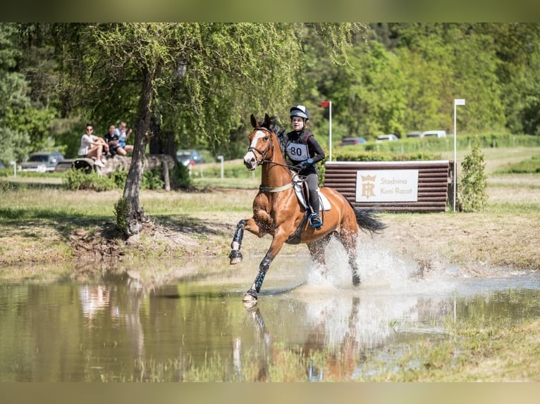 Koń holsztyński Wałach 10 lat 170 cm Gniada in Zielona Gora