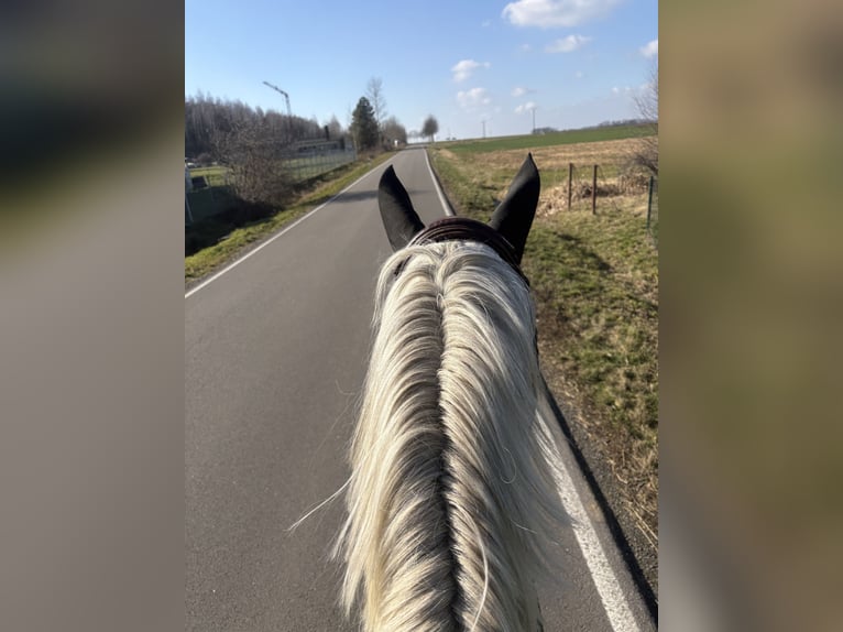 Koń holsztyński Wałach 10 lat 170 cm Siwa in Kitzscher