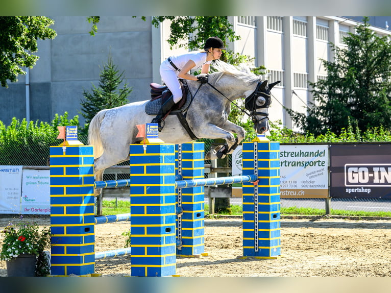 Koń holsztyński Wałach 10 lat 170 cm Siwa in Winkel