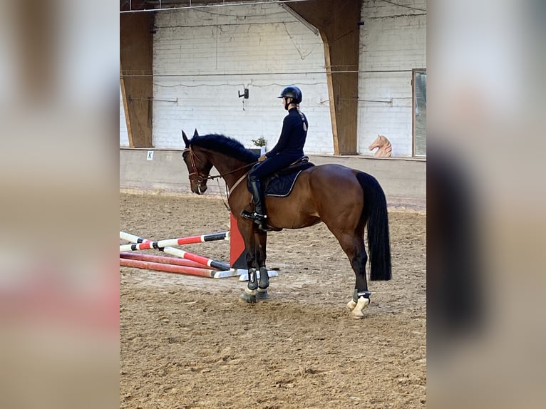 Koń holsztyński Wałach 11 lat 167 cm Gniada in Kaufungen