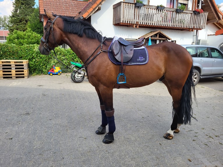 Koń holsztyński Wałach 11 lat 175 cm Ciemnogniada in Hofheim am Taunus