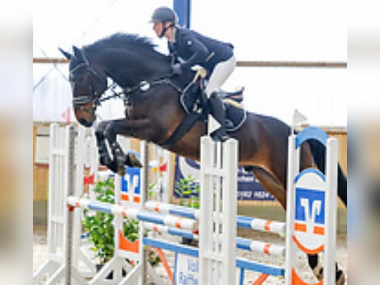 Koń holsztyński Wałach 11 lat 175 cm Ciemnogniada in Süderlügum